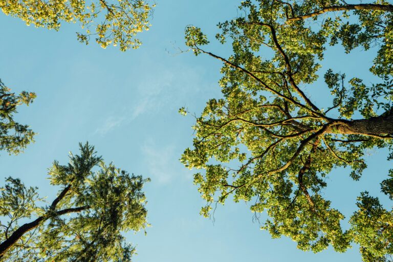 chuttersnap-cT1GiVS6D3U-unsplash